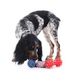 Cute cocker spaniel with pet toys isolated on white background