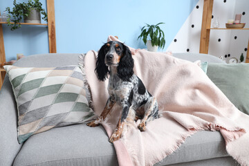 Cute cocker spaniel sitting on sofa in living room
