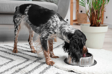 Cute cocker spaniel drinking water in living room