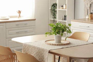 Houseplant on dining table in light kitchen