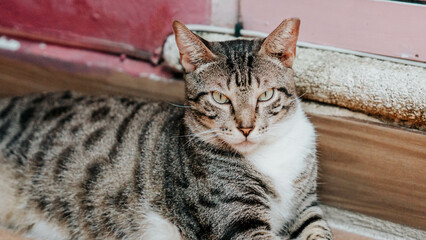 Obraz premium portrait of a cat