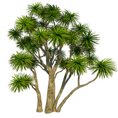 Fototapeta premium cabbage tree
