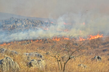 秋吉台　山焼き　山口