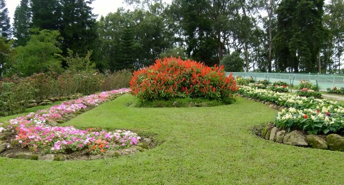 a photography of a garden with a circular flower bed and a walkway.