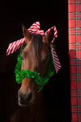Head of horse decked out with ribbons for Christmas