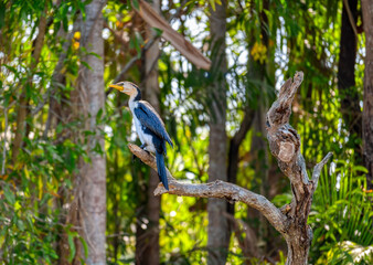 Pied Cormorant Perched on a Waterway Branch