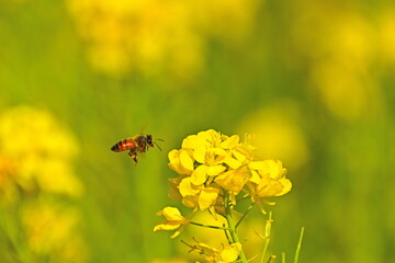 ミツバチ　蜜蜂　菜の花　リフレッシュパーク豊浦　山口