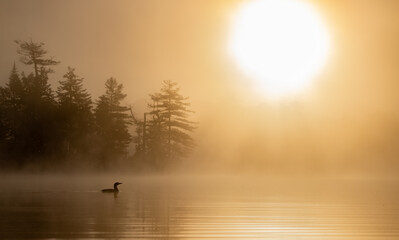Common loon at sunrise in Maine 