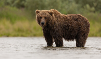 Brown bear in Katmai, Alaska 