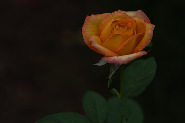 暗い場所にあったオレンジの寂し気な薔薇