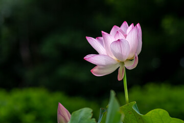 風になびく睡蓮の花