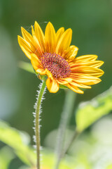 鋭い花びらのひまわり