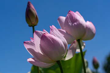 青空に映える蓮の花