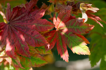 折り重なる紅葉した葉