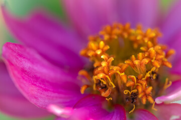 ピンク色の花のマクロ撮影、花粉がいっぱいです