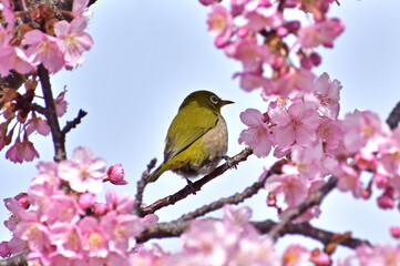 河津桜　メジロ　春　岡山