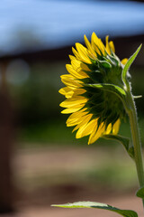 夏の花のある風景、ひまわりの後ろ姿