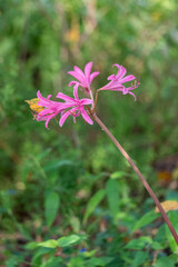 かわいらしいピンク色のリコリス