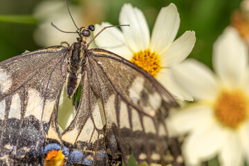 命の終わりも華々しく(蝶と花)