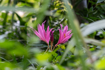 茂みからピンクのリコリスを覗く