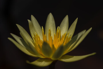 金色のように見える暗闇の温帯スイレン