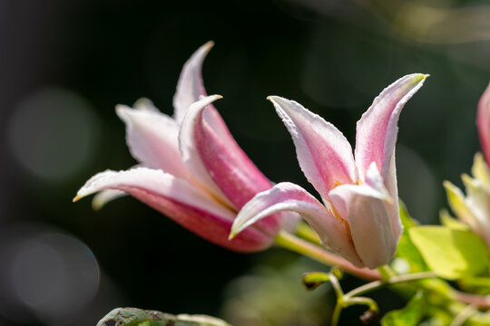 もう少しで花開く、白とピンクのユリ