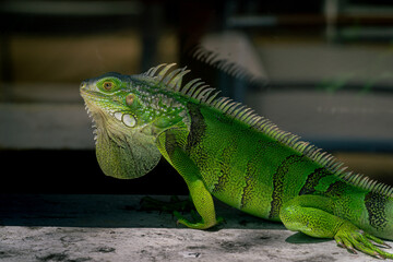 iguana