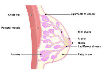 各部位の名称が記載された乳房のシンプルなイラスト