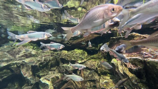 綺麗な淡水魚の映像