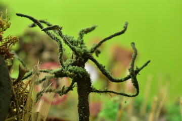 naturaleza, césped, animal, fábrica, bosque, primavera, musgo, fauna, hojas, huerta, árbol, rana, languidecer, suelo, verano, dehesa, acuático, cagado, macro