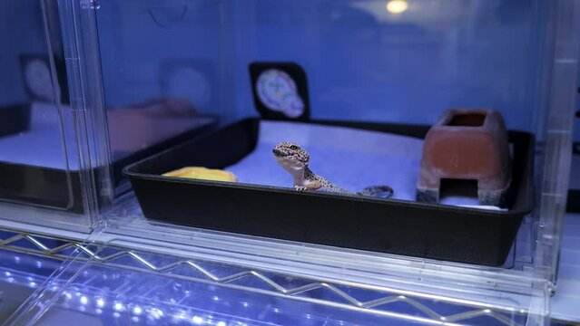 コオロギを食べるレオパードゲッコーのスローモーション
