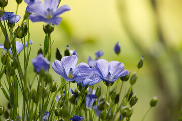 Flax (linseed) flower over blurred background