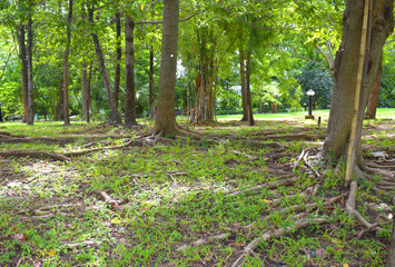 Beautiful trees and roots in a Bangkok garden, Thailand