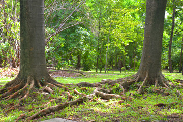 Beautiful trees and roots in a Bangkok garden, Thailand