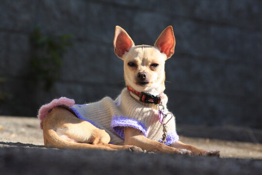 chihuahua dog posing for the camera