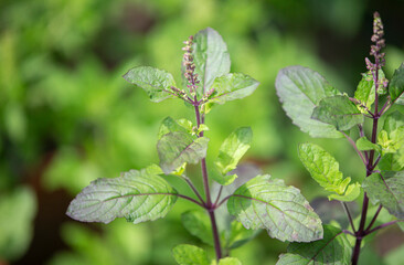 Basil leaves in the garden, herb for health and beauty.