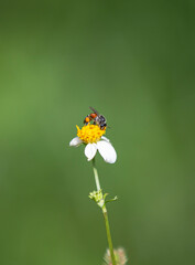 Hoverfly on a flower in the wild, closeup of photo