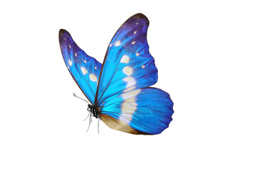 Blue butterfly isolated on white background. PNG File - 647922644