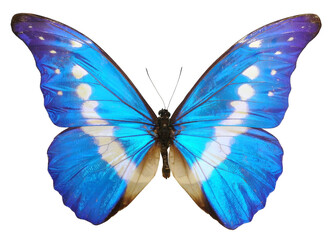 Blue butterfly isolated on white background. PNG File