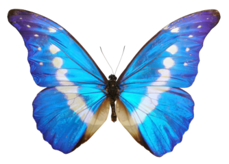 Blue butterfly isolated on white background. PNG File