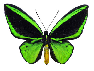 Common green birdwing butterfly (Ornithoptera priamus) isolated on white background. PNG File