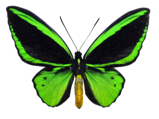 Common green birdwing butterfly (Ornithoptera priamus) isolated on white background. PNG File
