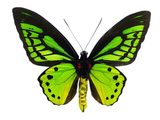 Beautiful Richmond birdwing butterfly (Ornithoptera richmondia) isolated on white background.  PNG File