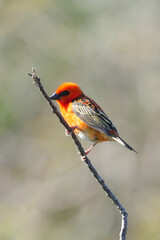 Mauritius Fody bird perching on twig - shallow depth of field