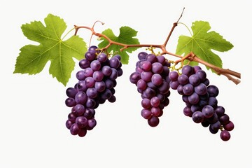 Fototapeta premium grapes on vine