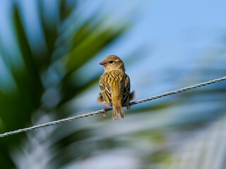 Cute yellow Fody bird perching on clothes line in sunny weather