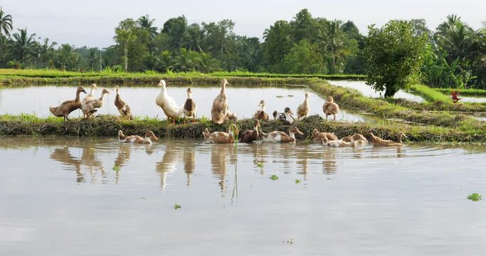 Flock of domestic ducks at edge of rice paddy, they are shooed away and leave, slow motion shot. Young band of brown ducklings run and swim away with quack, following white mother duck