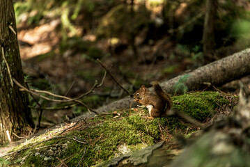 Obraz premium American red squirrel Tamiasciurus hudsonicus pine squirrel or chickaree scavenges on a trail through La Mauricie Quebec