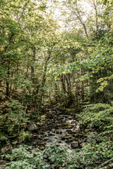 Fototapeta premium View on the Forest near lake in La Mauricie National Park Quebec, Canada on a beautiful day