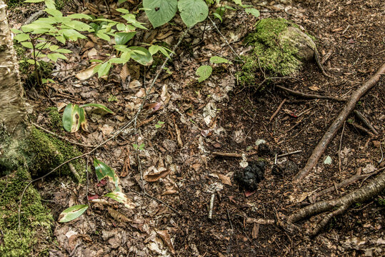 Wild Black Bear Ursus americanus scat droppings in La Mauricie National Park Quebec, Canada have eaten wild berries